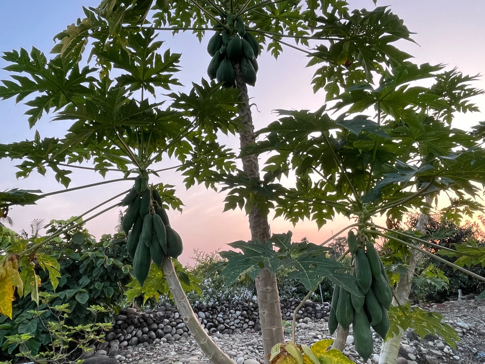 夕陽下結實纍纍的木瓜園