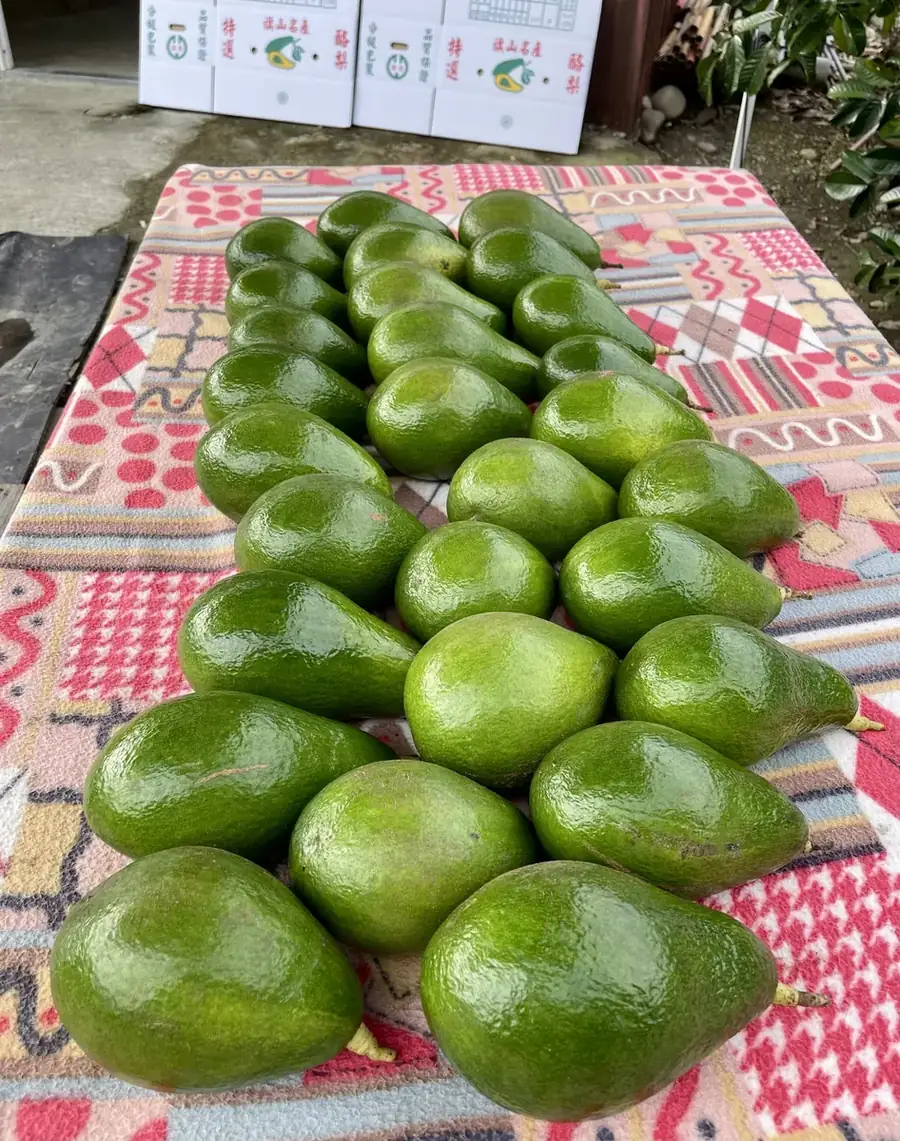 旗山酪梨果園