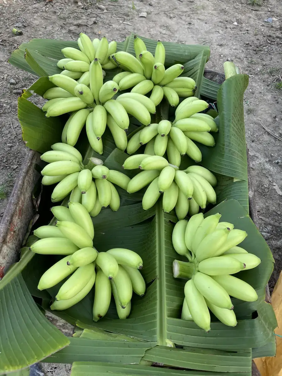 香蕉