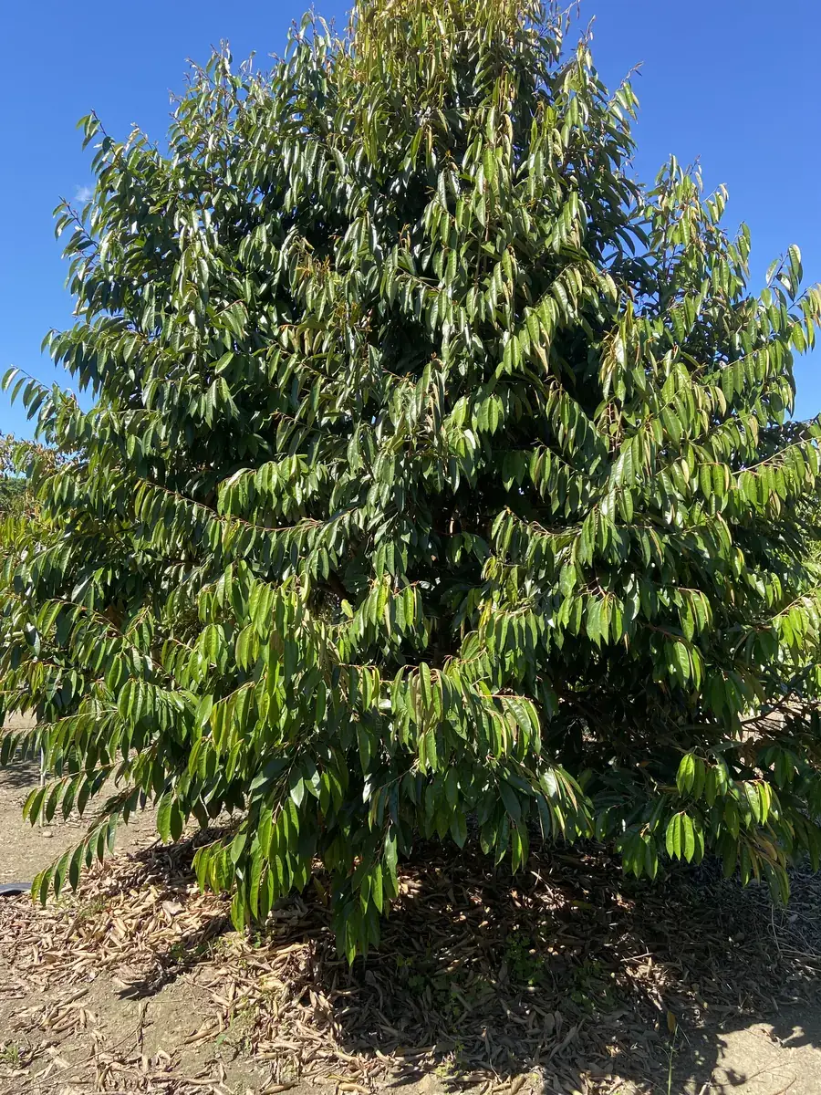 成熟新鮮榴槤