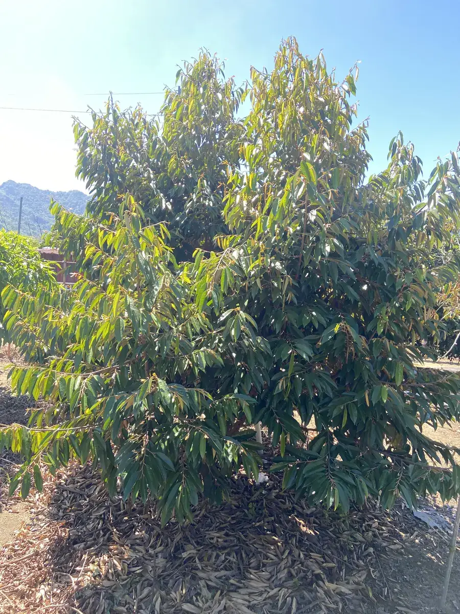 榴槤香濃綿密果肉