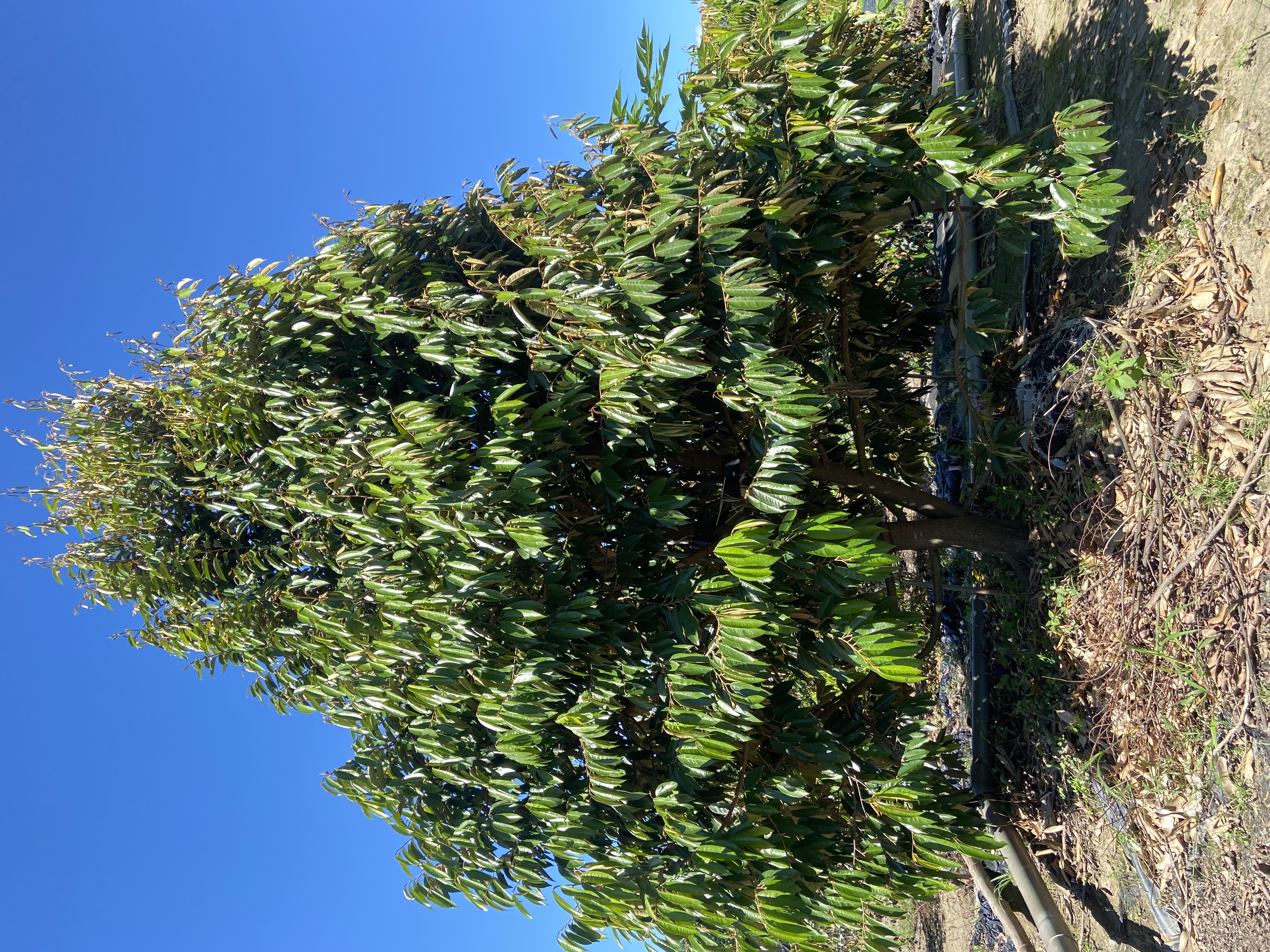 榴槤