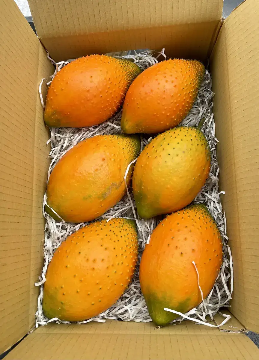 成熟木鱉果