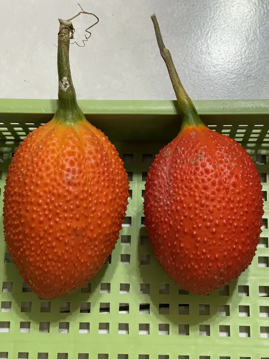 木鱉果