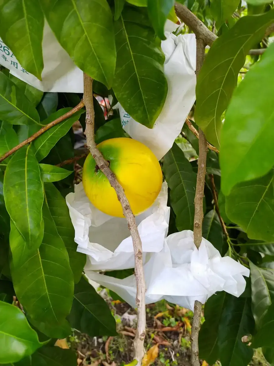 新鮮採收黃金果