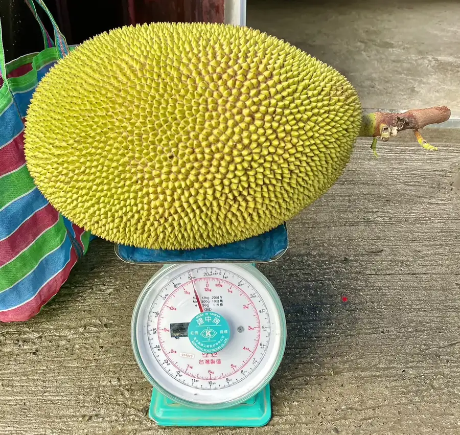 旗山波羅蜜果實