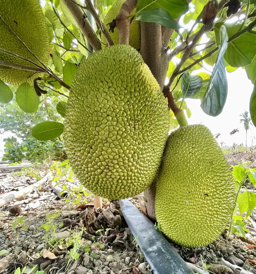 波羅蜜