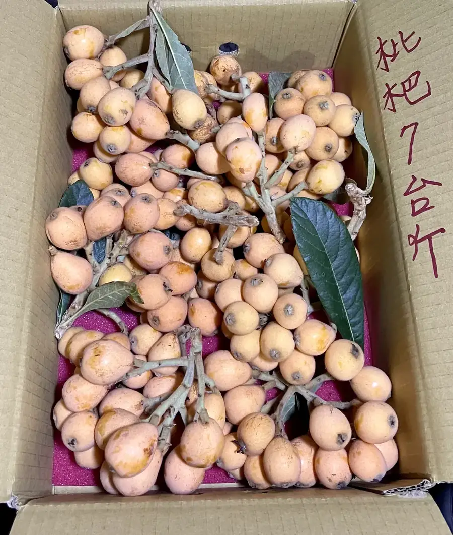 旗山枇杷果園