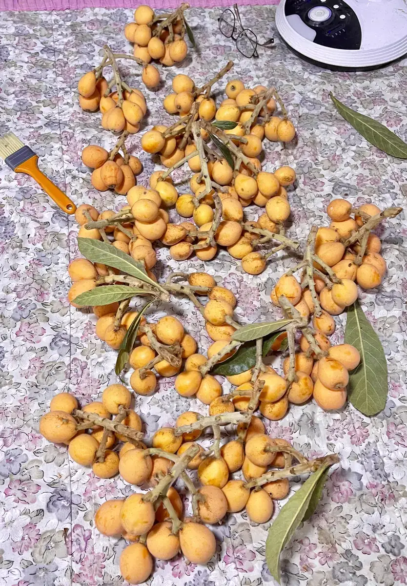 新鮮採收旗山枇杷