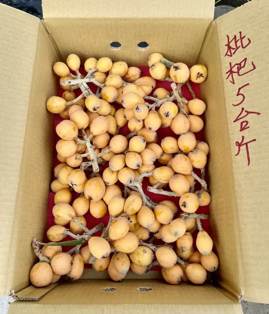 枇杷