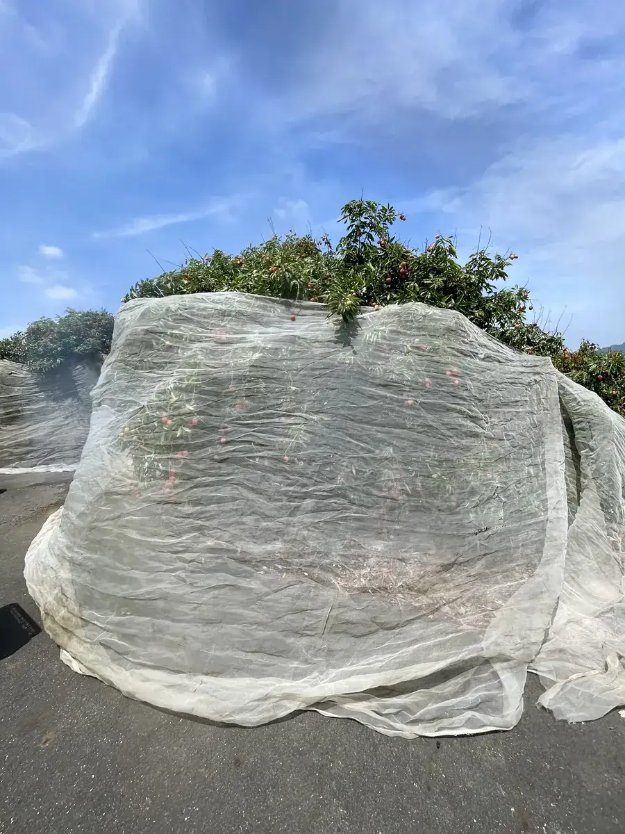 旗山玉荷包荔枝果園