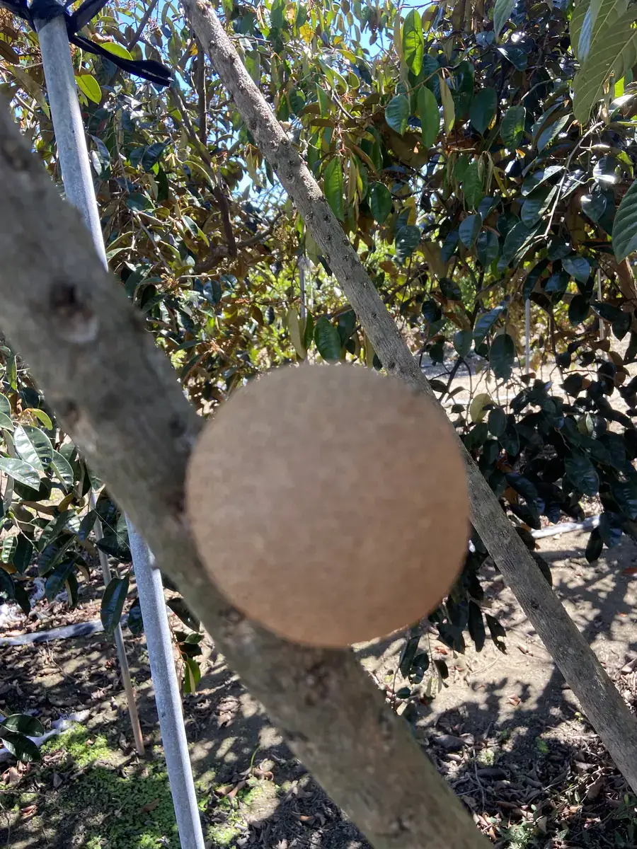 旗山麻美果果實