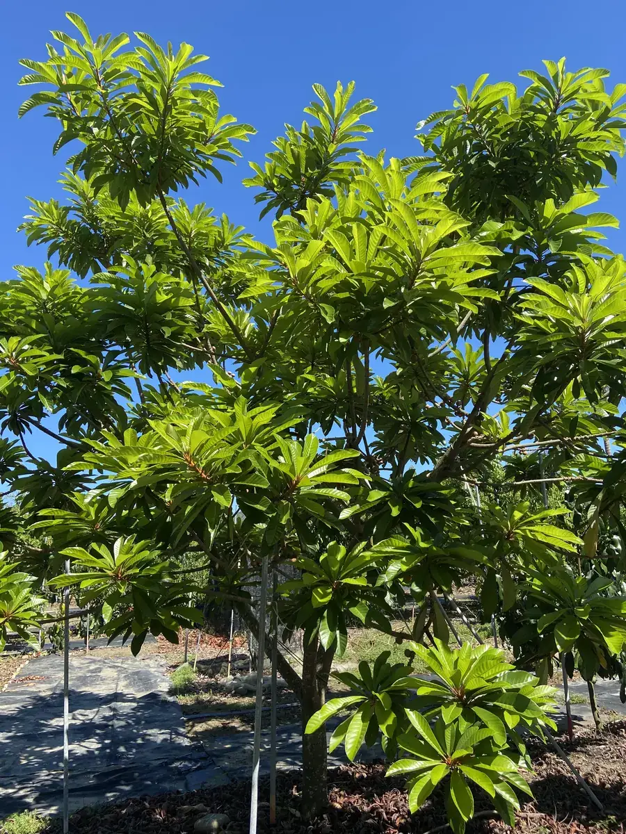 麻美果橘紅果肉