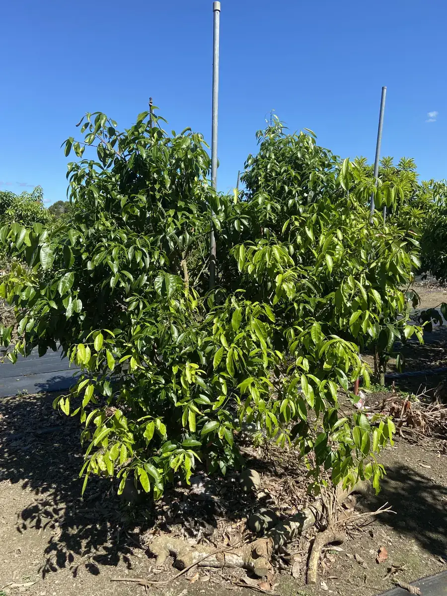 旗山美女芒成熟果實