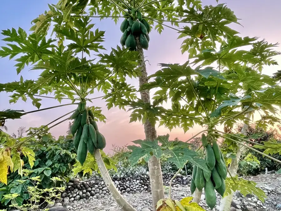 新鮮採收旗山木瓜
