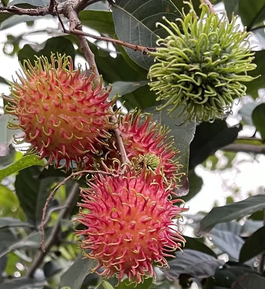 新鮮採收旗山紅毛丹