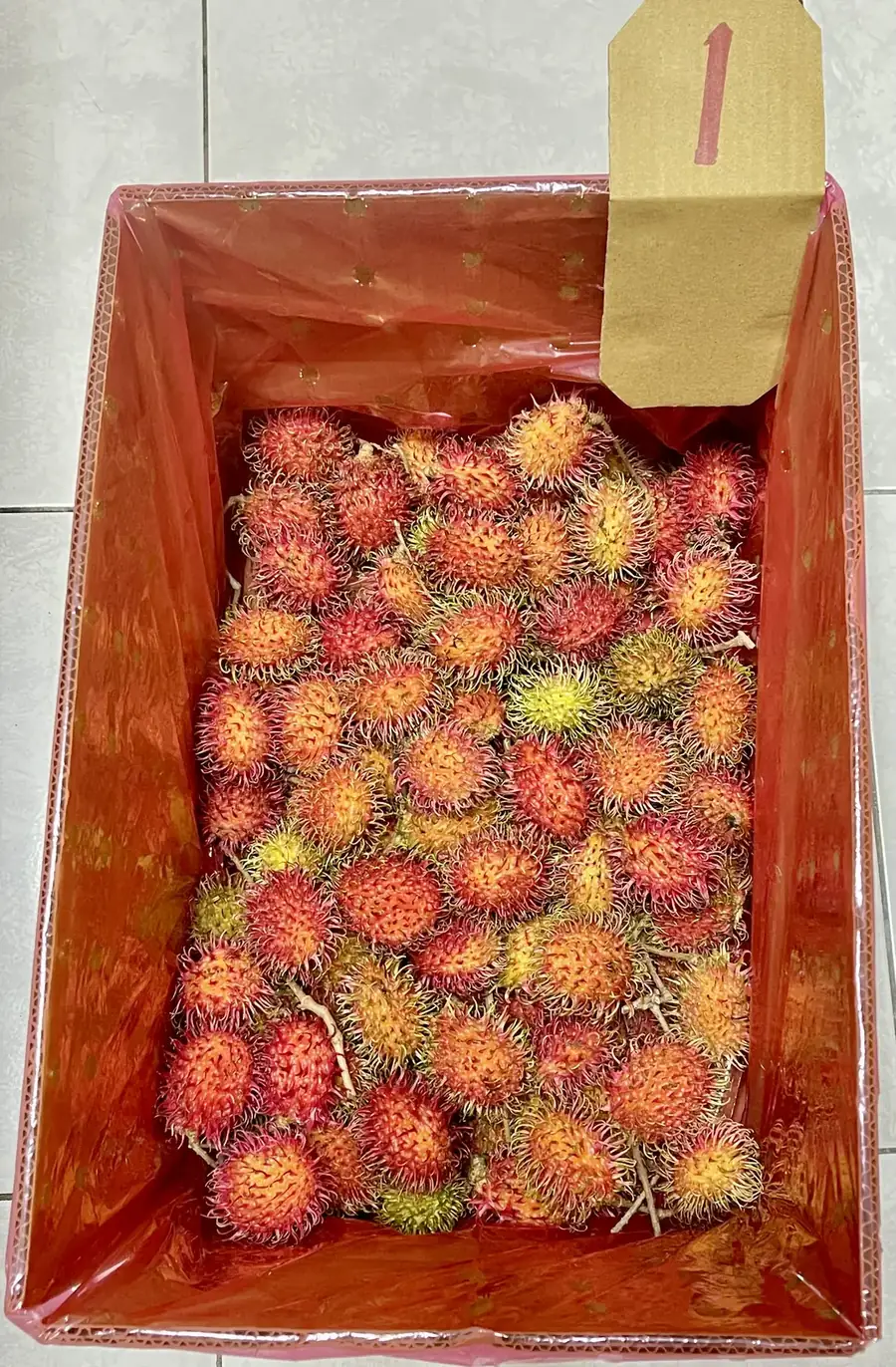 紅毛丹