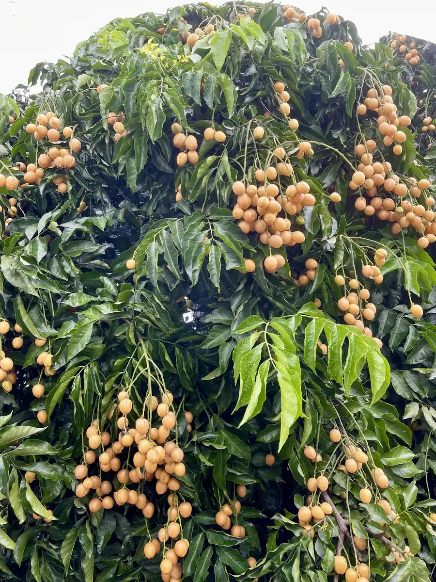 新鮮採收旗山黃皮果