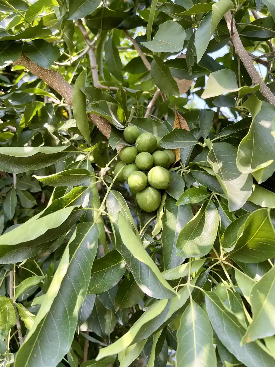旗山白柿果園