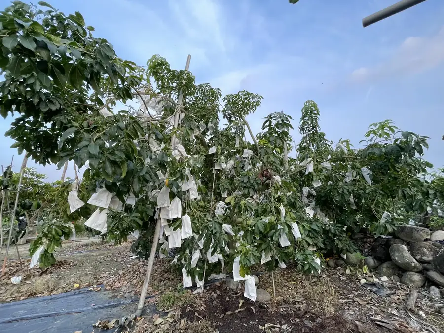 新鮮採收白柿